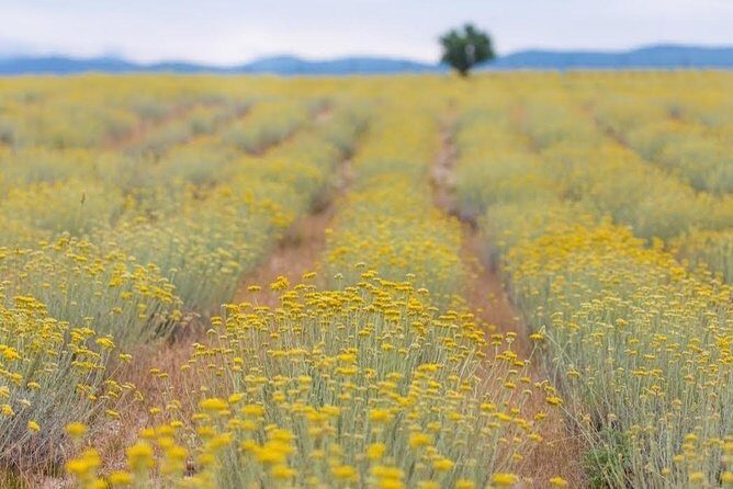 Immortelle farm island Krk - Practical Details