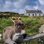 Inis Mór (Aran Islands) Day Trip: Return Ferry from Rossaveel, Galway - Who Will Love This Tour?