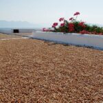 Insightful Pistachio Orchard and Factory Tour - Why This Tour Is Worth Considering