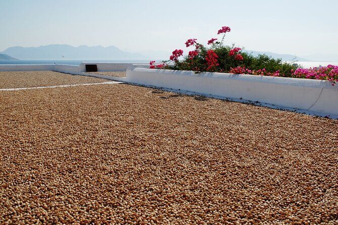 Insightful Pistachio Orchard and Factory Tour - Why This Tour Is Worth Considering