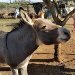 Inspirational Nature Walking Tour with Donkeys in The Hague - Analyzing the Value