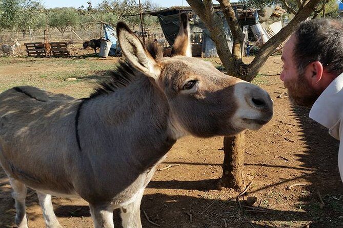 Inspirational Nature Walking Tour with Donkeys in The Hague - Analyzing the Value