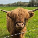 Invergordon shore excursion - Private Scenic Loch Ness Tour - Who Will Love This Tour?