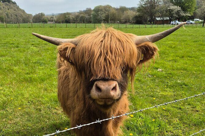 Invergordon shore excursion - Private Scenic Loch Ness Tour - Who Will Love This Tour?