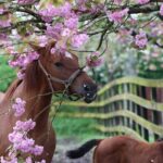Irish National Stud & Gardens Skip the line Entrance - Who Will Love This Experience?