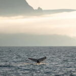 Ísafjörður: Westfjords Whale Watching Boat Tour - Pricing and Value