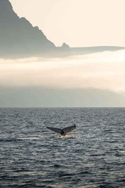 Ísafjörður: Westfjords Whale Watching Boat Tour - Pricing and Value