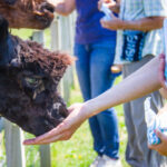 Isle of Arran: Farm Tour - The Sum Up