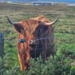 Isle of Skye: Tour the highlights and hidden beauties. - The Classic Topography: Trotternish Peninsula and Iconic Landmarks