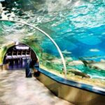 Istanbul Aquarium and Aqua Florya Shopping Mall Tour - Who Will Love This Tour?