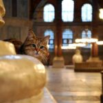 Istanbul Highlights: Half Day Morning Tour - What to Expect and Practical Tips