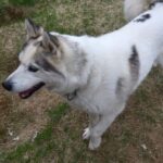 Ivalo: Evening Tea with Huskies and Farm Visit - Practical Details and Value