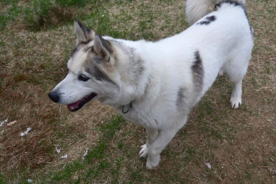 Ivalo: Evening Tea with Huskies and Farm Visit - Practical Details and Value