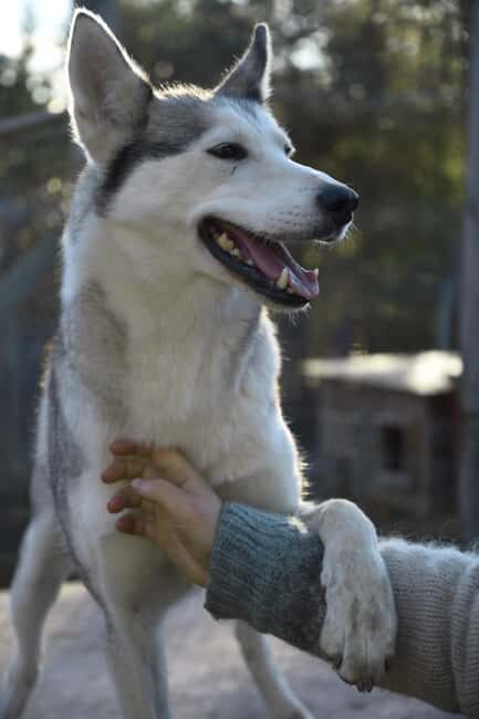 IVALO: Experience Farm Visit | small group - The Practicalities: Logistics and Value