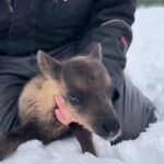 Ivalo: Magical Moments at the Reindeer Farm - Why This Tour Offers Real Value