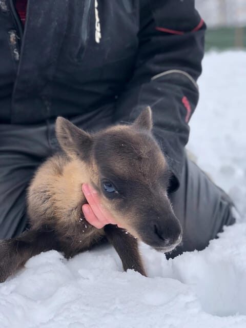 Ivalo: Magical Moments at the Reindeer Farm - Why This Tour Offers Real Value