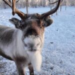 Ivalo: Snowmobile Safari, Meet and Feed Reindeers with Lunch - What Makes This Tour Stand Out?