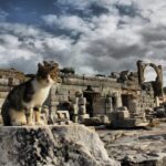Izmir : Ephesus and Sirince Guided Tour - What Makes This Tour a Good Choice?