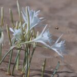 Jeep Safari Akamas from Paphos - FAQ