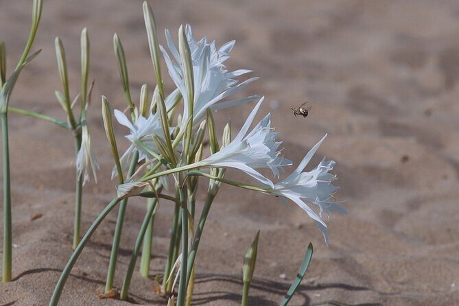 Jeep Safari Akamas from Paphos - FAQ