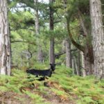 Jeep Safari in Thassos Mountain with picnic fruits & wine - Exploring Thassos’s Mountain Villages and Hidden Gems