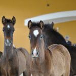Jerez: Yeguada de la Cartuja Carthusian Horses Tour - Authenticity and Visitor Experience
