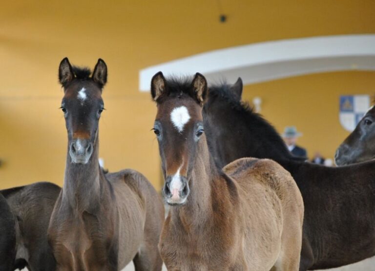 Jerez: Yeguada de la Cartuja Carthusian Horses Tour - Authenticity and Visitor Experience