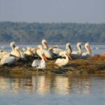Karavasta:Bird Watching, Tower Views & Lagoon Boat Ride - Authentic Experiences from Past Participants