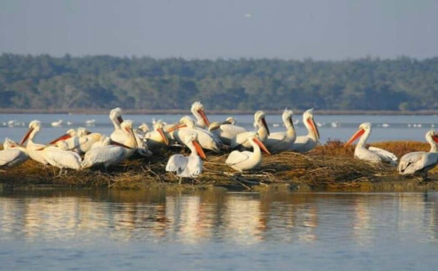 Karavasta:Bird Watching, Tower Views & Lagoon Boat Ride - Authentic Experiences from Past Participants