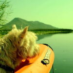 Kayak Adventure: Paddle your way through Lake Skadar - Evaluating the Value & Practicalities