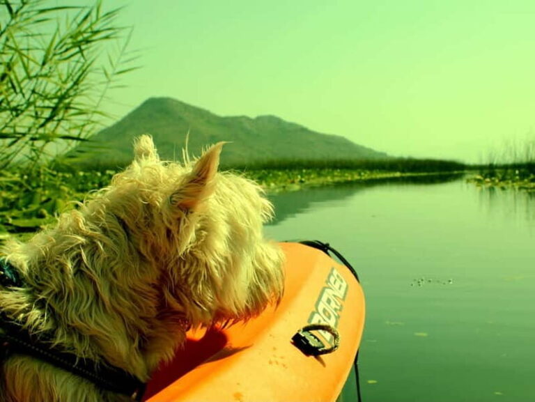 Kayak Adventure: Paddle your way through Lake Skadar - Evaluating the Value & Practicalities