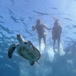 Kayak with Dolphin & Turtle Watching Private Tour - Who Should Book This Tour?