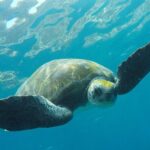 Kayaking + snorkeling with turtles - What’s Included and What Not