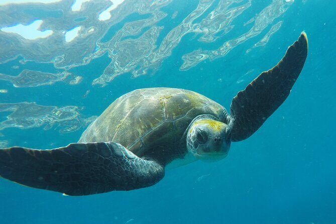 Kayaking + snorkeling with turtles - What’s Included and What Not