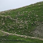 Kazbegi & Gudauri Private Full-Day Tour From Tbilisi - Authentic Encounters and Local Insights