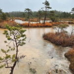 Kemeri National Park Guided Tour - Who Is This Tour Best For?