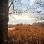 Kemeri National Park Outdoor Tour - Exploring Kanieris Lake: Birdwatcher’s Paradise