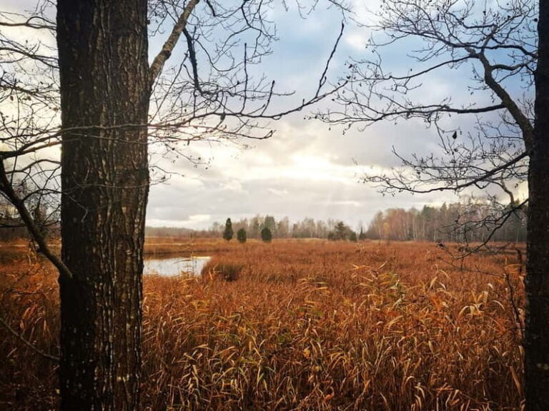 Kemeri National Park Outdoor Tour - Exploring Kanieris Lake: Birdwatcher’s Paradise