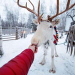 Kemi-Tornio: Reindeer farm experience - An In-Depth Look at the Reindeer Farm Experience
