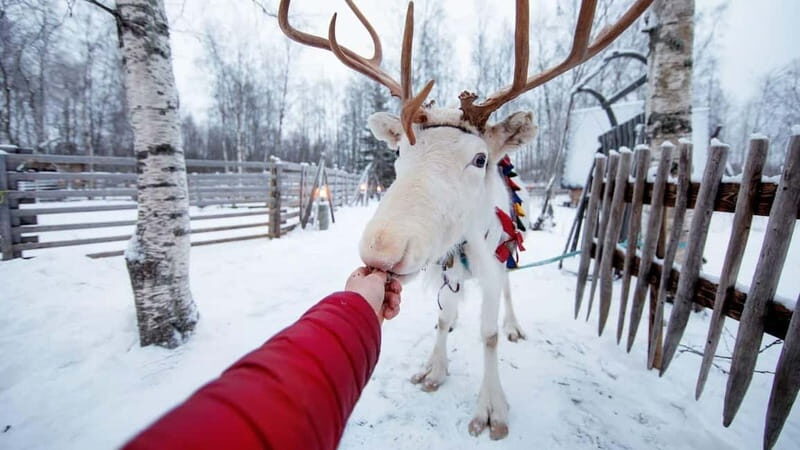 Kemi-Tornio: Reindeer farm experience - An In-Depth Look at the Reindeer Farm Experience