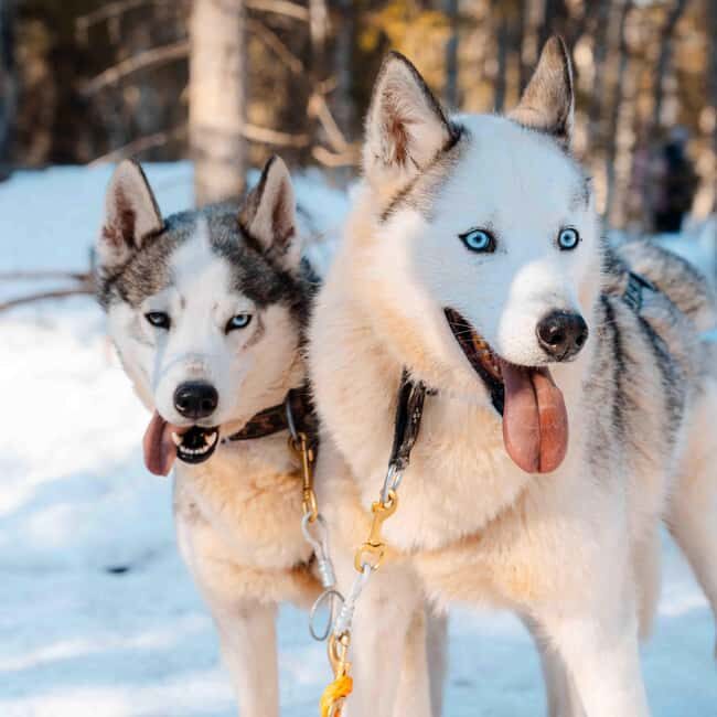 Kemijärvi: Insider Husky Self-Drive 5km Safari - Who Should Consider This Tour?