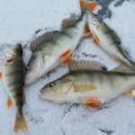 Kemijärvi: Insider Ice Fishing Experience - Who Is This Tour Best For?