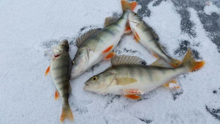 Kemijärvi: Insider Ice Fishing Experience - Who Is This Tour Best For?