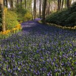Keukenhof, Tulip Farm, Flower Fields & Zaanse Schans Windmills - Who Should Consider This Tour?