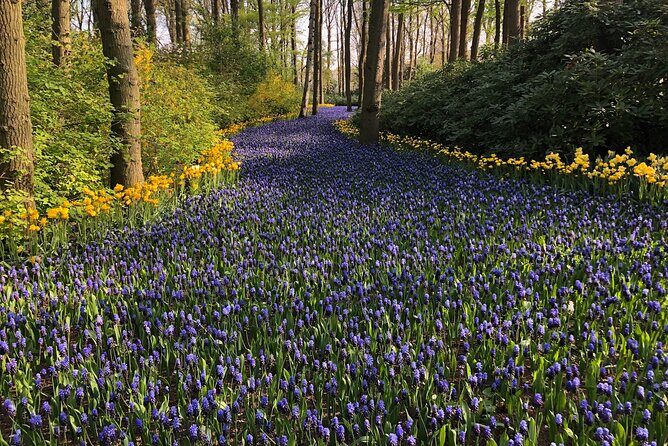 Keukenhof, Tulip Farm, Flower Fields & Zaanse Schans Windmills - Who Should Consider This Tour?