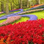 Keukenhof Tulip Garden Tour - Who Should Book This Tour?