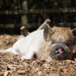 Kew Little Pigs: The Pig Enthusiast - Practical Details & What to Bring
