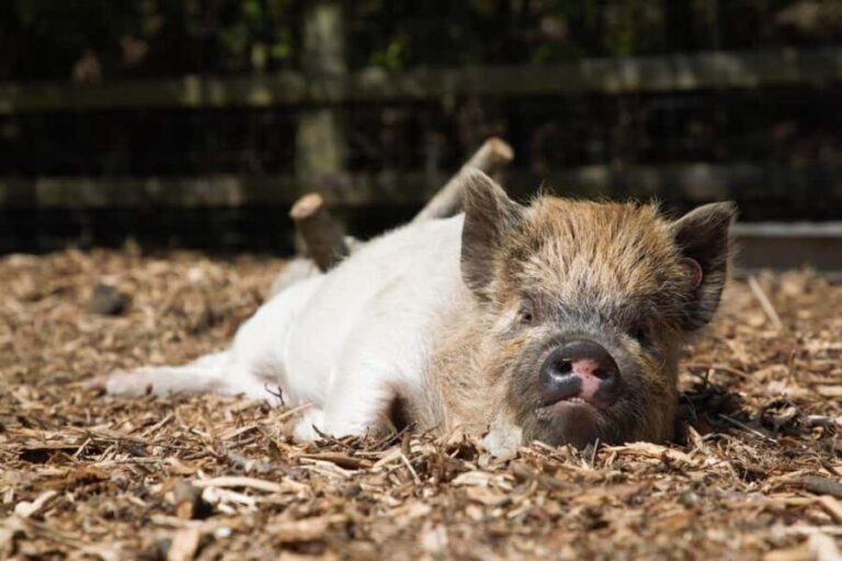 Kew Little Pigs: The Pig Enthusiast - Practical Details & What to Bring