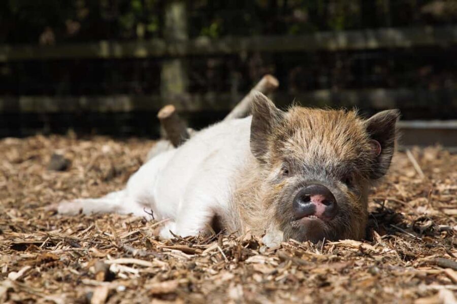Kew Little Pigs: The Pig Enthusiast - Practical Details & What to Bring