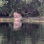 Killin: Loch Tay Beaver Canoe Tour - Who Should Consider This Tour?